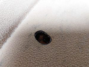 練馬区　内装リペア　シートたばこ焦げ穴修理